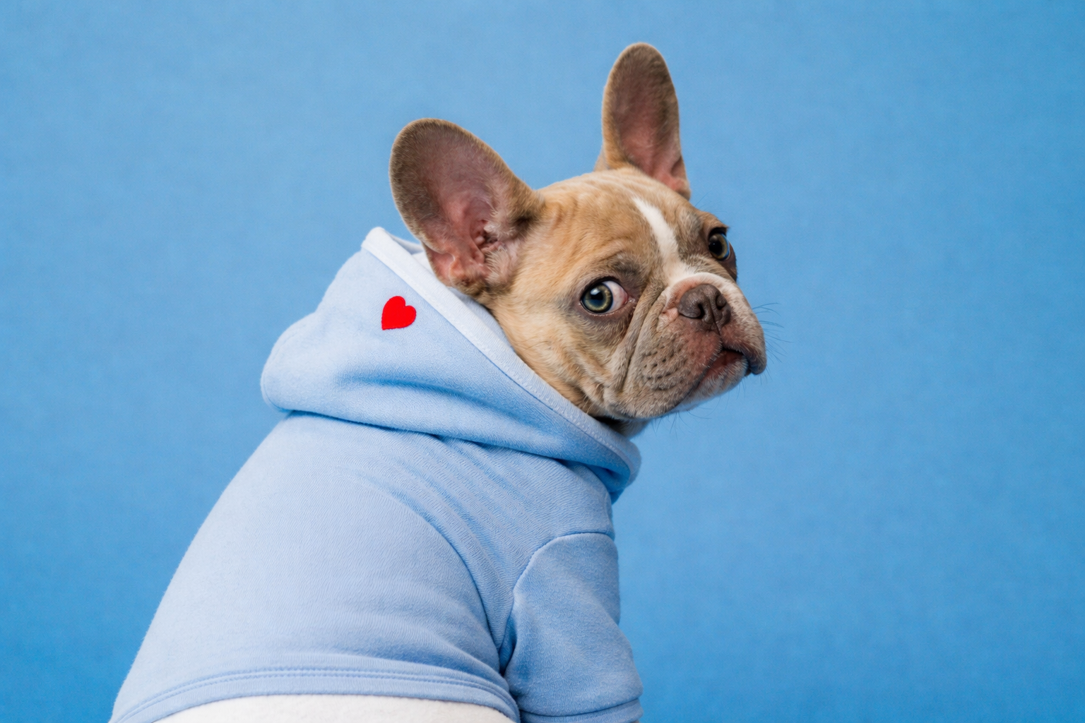 Volunteers with a happy dog
